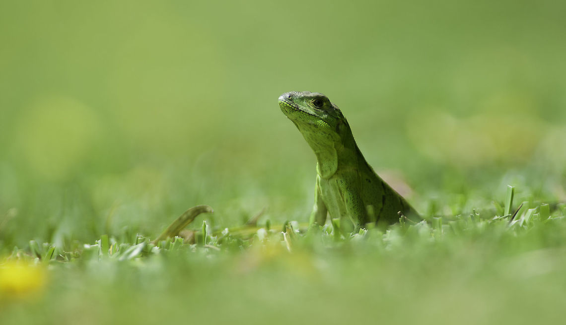 green-lizard-sceloporus-malachiticus specially for John.<br />
Taken in the garden Costa Rica,Emerald Swift,Geotagged,LensTagger,Sceloporus malachiticus,Summer,garden animals,green lizard,lizard,reptile,sceloporus-malachiticus
