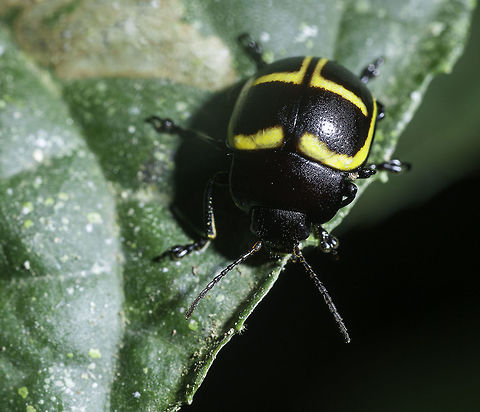 Beetle, 6mm yellow,black and shiny Yes, I am stuck here. NoID, not the slightest.
all I can say is that I took it in our jungle, 780m above sea level. He was about 5mm in size.
Taken with the Venus 60mm, pretty much 1: 1.5
The closest I found is chelymorpha alternans 

 Coleoptera,Costa Rica,Geotagged,chrysomelidae,unknown,yellow