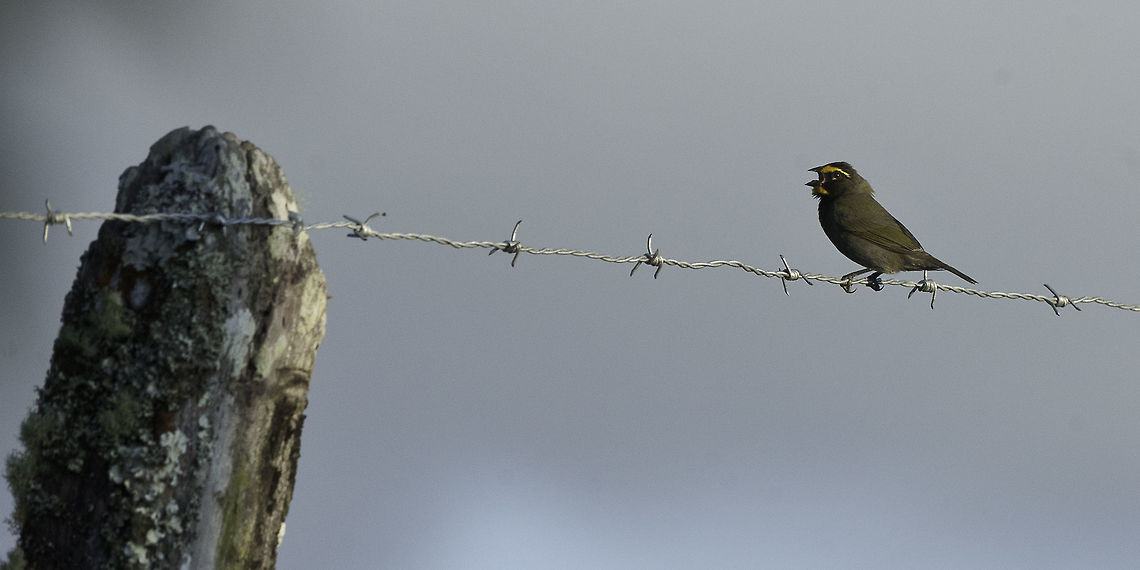 Tiaris olivaceus performing his evensong.<br />
a beautiful little bird of the paddocks and fences. Costa Rica,Geotagged,Tiaris olivaceus,Winter,Yellow-faced grassquit,bird,guanacaste