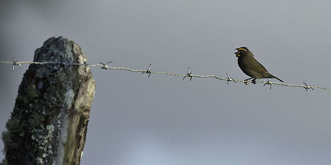 Tiaris olivaceus performing his evensong.
a beautiful little bird of the paddocks and fences. Costa Rica,Geotagged,Tiaris olivaceus,Winter,Yellow-faced grassquit,bird,guanacaste