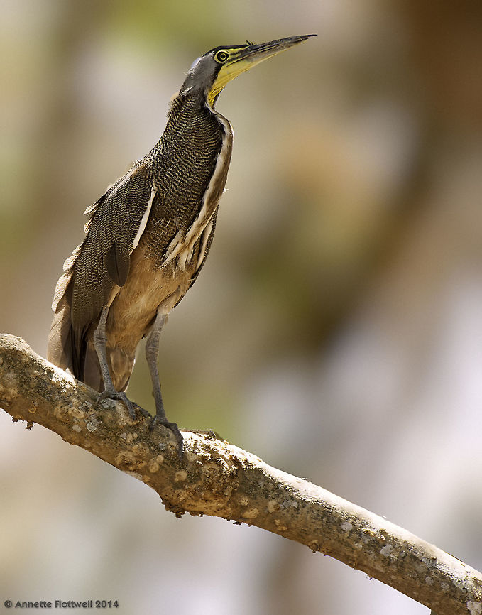 Tigrisoma mexicanum-garza_tigre From the lowlands near the bridge to Nicoya Bare-throated Tiger Heron,Costa Rica,Geotagged,Tigrisoma mexicanum,Winter,bird,heron