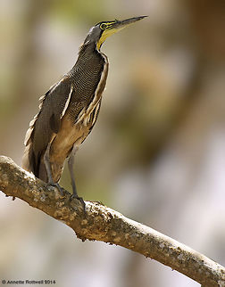 Tigrisoma mexicanum-garza_tigre From the lowlands near the bridge to Nicoya Bare-throated Tiger Heron,Costa Rica,Geotagged,Tigrisoma mexicanum,Winter,bird,heron