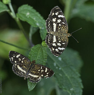 The Euphydryas that beats me! Euphydryas colon looks similar but not on the underside!!
these two ere obviously male and female, dancing their dance. Seen near a stream, 600m above sea level, pacific side. Anthanassa frisia,Costa Rica,Fall,Geotagged,nymphalidae,nymphalinae