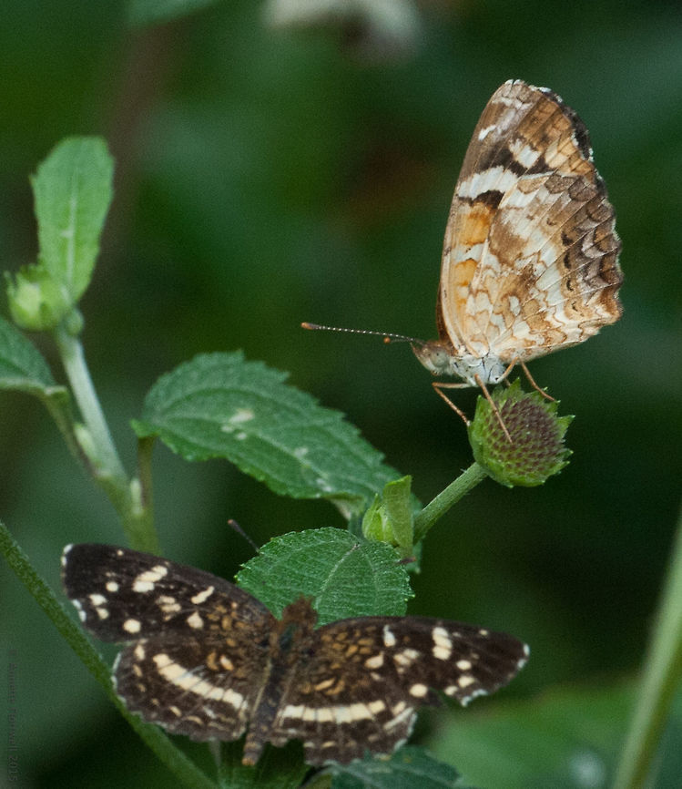 The Euphydryas that beats me! Underside shot as promised the other view, sorry not my best photo but they just wouldn&#039;t sit still with their wings folded up. Anthanassa frisia,Costa Rica,Euphydrya,Fall,Geotagged,Nymphalidae,Nymphalinae,butterfly,insect,small fritillary