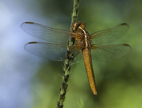 Orthemis discolor female Found it near a stream where I have often seen the carmine males.
OK ID doesn't work
http://libellules-guyane.net/determiner/Orthemis_discolor/
there is even a photo on the english wiki
https://en.wikipedia.org/wiki/File:Carmine_skimmer_(Orthemis_discolor)_female.JPG

http://www.odonatacentral.org/index.php/GalleryAction.viewImage/id/35763/submission/0/taxon_id/47383/from/bySpecies
http://bdei2.cs.umb.edu:8080/efg2/Redirect.jsp?displayFormat=html&dataSourceName=odonataofcostarica_1321652367880&ALL_TABLE_NAME=efg_rdb_tables&uniqueID=1367239511546
it is * not * the ferruginea
 http://allodonata.com/dgfyv5/public/media/pics/a539/orthemis_ferruginea_2.jpg Carmine Skimmer,Costa Rica,Fall,Geotagged,Libellulidae,Orthemis discolor,anisoptera,dragonfly,insect,libellule,libelula,odonata,white silicon