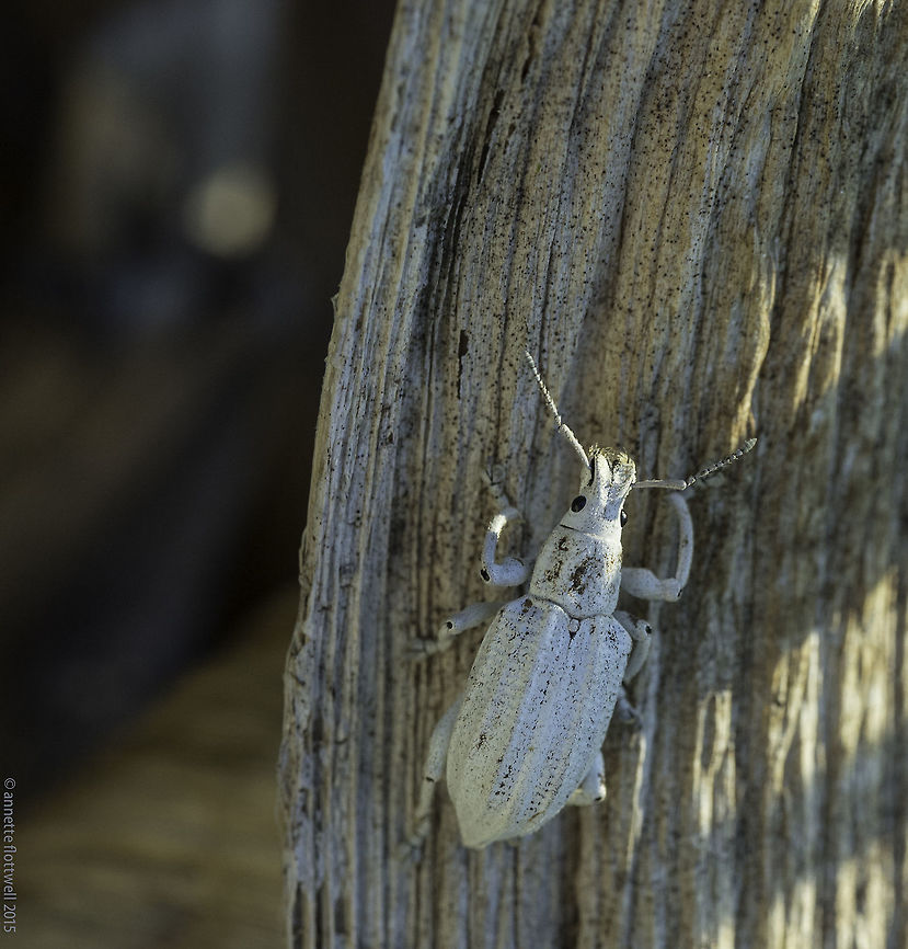 White weevil - Artipus floridanus Weevils come in all sizes and colours, this one is certainly the lesser of two weevils.<br />
I have never seen a white one before, so here it is :)<br />
Sigh another non starter...<br />
<a href="http://bugguide.net/index.php?q=search&amp;keys=artipus+floridanus" rel="nofollow">http://bugguide.net/index.php?q=search&amp;keys=artipus+floridanus</a><br />
<a href="http://idtools.org/id/citrus/pests/factsheet.php?name=Little+leaf+notcher" rel="nofollow">http://idtools.org/id/citrus/pests/factsheet.php?name=Little+leaf+notcher</a> .<br />
the bugground here is a dry banana leaf on which I have put him after removing him from a young lime tree. Artipus floridanus,Costa Rica,Fall,Geotagged,coleoptera,insect,thick nosed weevils,weevil