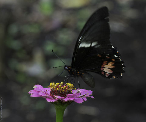 Papilio isidorus