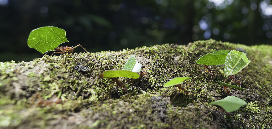 leafcutters - garden enemy n&ordm;1 - Acromyrmex octospinosus These little plagues can strip a tree within a day, can destroy our crop of beans.. <br />
How did I identify them.. with another series I took today to make sure. <br />
Here is the ultimate leafcutter guide<br />
<a href="http://www.nisperal.org/docs/Zompopos_guiap114.pdf" rel="nofollow">http://www.nisperal.org/docs/Zompopos_guiap114.pdf</a> Acromyrmex octospinosus,Costa Rica,Fall,Geotagged,LensTagger,ants,leaf cutter ants,pest,venus 15mm
