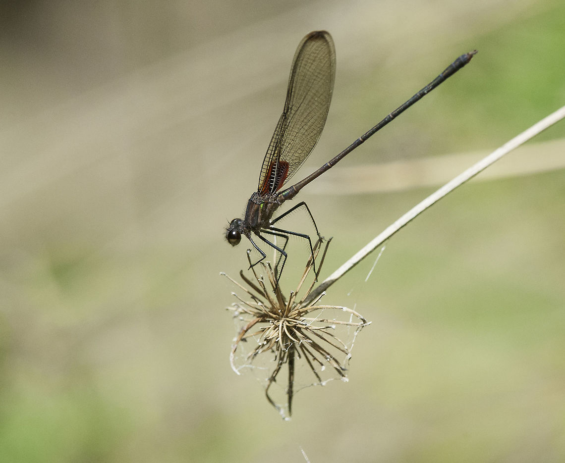 Hetaerina cruentata a damsel from high up in the mountains.<br />
no wikipedia, this is it.<br />
<a href="http://bdei2.cs.umb.edu:8080/efg2/Redirect.jsp?displayFormat=html&amp;dataSourceName=odonataofcostarica_1321652367880&amp;ALL_TABLE_NAME=efg_rdb_tables&amp;uniqueID=1367239511381" rel="nofollow">http://bdei2.cs.umb.edu:8080/efg2/Redirect.jsp?displayFormat=html&amp;dataSourceName=odonataofcostarica_1321652367880&amp;ALL_TABLE_NAME=efg_rdb_tables&amp;uniqueID=1367239511381</a><br />
Why do I think it is not one of the similar ones: metallic green shine, taken high up 1400 m of altitude, shape of red spot, white veins.<br />
but nothing is set in stone. Calopterygidae,Costa Rica,Geotagged,Hetaerina cruentata,Odonata,Winter,Zygoptera,damselfly