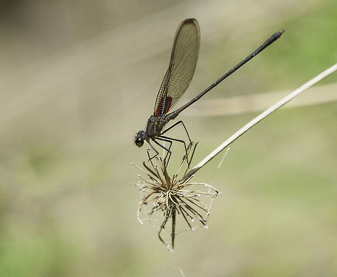 Highland Rubyspot