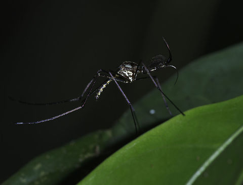 culex mosquito, male Yes, it is a male because of the brushy antennae. A female would have been on me before I had a chance to take a picture.
Unfortunately I don't know WHICH culex it is, most mosquito guides deal with the resulting problems, not with the males. And I have to deal at present with about 150 bites, no joke I'm afraid.
https://en.wikipedia.org/wiki/Culex Costa Rica,Culicidae,Fall,Geotagged,bites,culex mosquito,male,mosquito