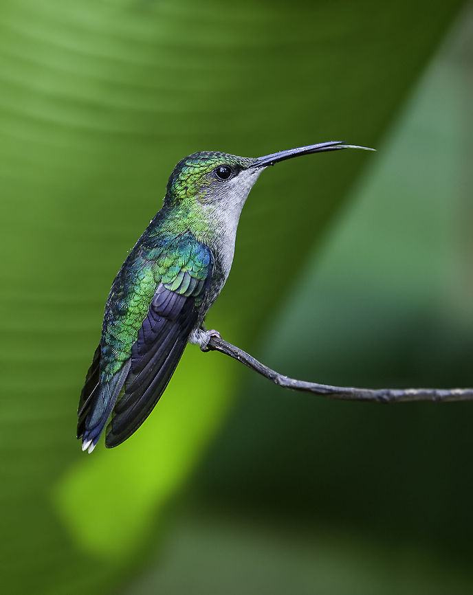 Violet-crowned Woodnymph (Thalurania_colombica) female a shot from last year from high up in the cordillera central, by the roadside. Costa Rica,Crowned woodnymph,Geotagged,Thalurania colombica,Thalurania_colombica,Violet-crowned Woodnymph,Winter,colibri,hummingbird
