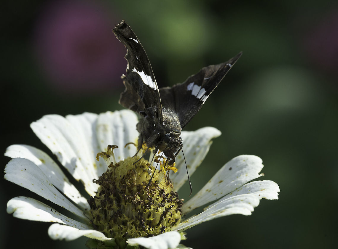a very furry skipper Here in the cordillera we have dozens of different skippers.<br />
Since we are on the edge between the dry Northern lowlands and the humid atlantic north, we seem to get the grass and the forest skippers alike.<br />
Identification seems near on impossible, my 3g internet connection and opening up every page on butterfliesofamerica are not compatible. <br />
I have to admit I&#039;m not an expert at all, even in France the Pyrginae were challenging.<br />
Now if you guys tell me to stay clear with my skippers I will. If you feel like joining the challenge we could end up having a really good list of Costa Rican skippers, <br />
PLEASE comment either way. Costa Rica,Falcate skipper,Fall,Geotagged,Spathilepia clonius,guanacaste,hesperidae,skipper