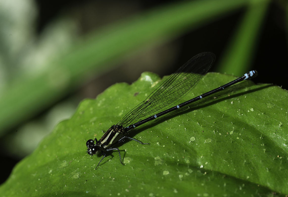 Argia, sp D? H? any help? it could be a Ischnura capreolus, maybe one of the many called Argia sp. H etc.<br />
I have tried every Coenagrionidae photo here<br />
<a href="http://bdei2.cs.umb.edu/efg2/Redirect.jsp" rel="nofollow">http://bdei2.cs.umb.edu/efg2/Redirect.jsp</a> Coenagrionidae,Costa Rica,Fall,Geotagged,agria,costa rica,damselfly,zygoptera