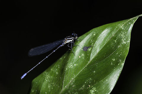 Argia pulla, probably but not sure We have 4 different little damsels in our forest, so far I have identified one. The other three are not very clear, even on the excellent damsel list here
http://bdei2.cs.umb.edu/efg2/Redirect.jsp Argia pulla,Coenagrionidae,Costa Rica,Fall,Geotagged,argia,insect,zygoptera