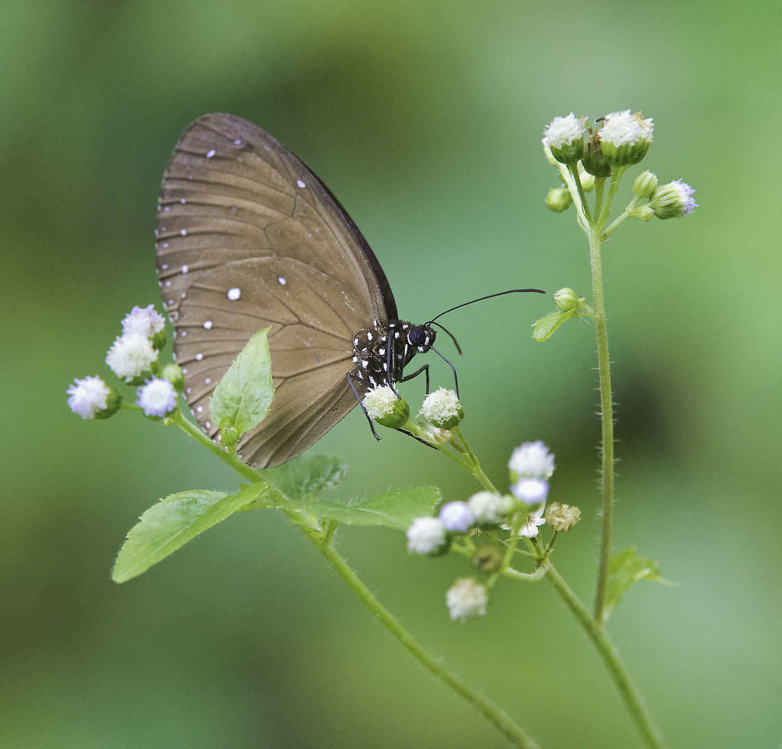 Euploea_tulliolus_ledereri_-_dwarf_crow One from Malaysia, close to Ulu Yam Butterfly,Dwarf crow,Euploea tulliolus,Euploea tulliolus ledereri,Fall,Geotagged,Malaysia,dananinae,nymphalidae