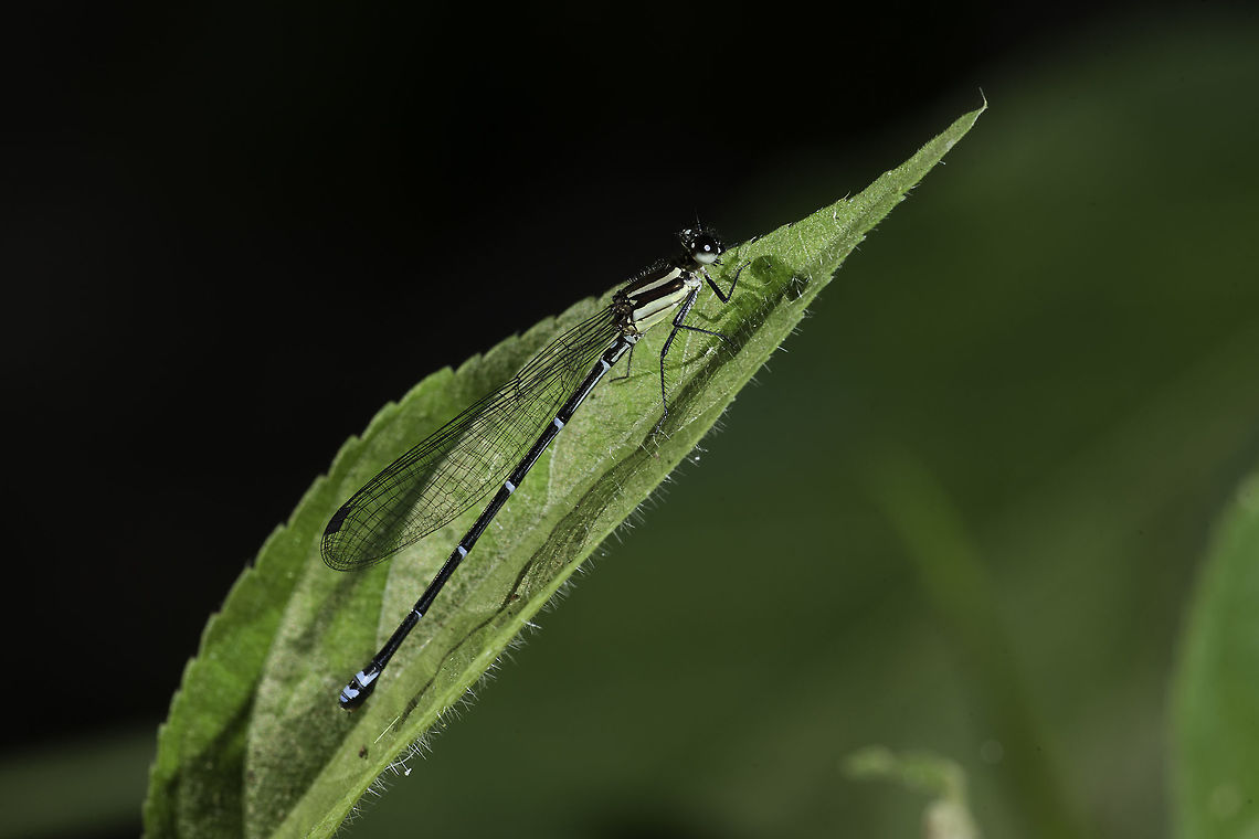 Between Argia Sp D and C for <a href="https://www.jungledragon.com/user/2527/rmfelix.html" class="user" title="view RMFelix's profile"><img src="https://secure.gravatar.com/avatar.php?gravatar_id=12ab39c948e664666d6e3d1e510d30c4&d=identicon&size=80" alt="RMFelix" /><em>RMFelix</em></a> ..hope this helps to nail it down to C or D :)<br />
I took this today to help with ID Argia Sp C,Argia Sp D,Coenagrionidae,Costa Rica,Fall,Geotagged,Zygoptera,guanacaste,insect,odonata