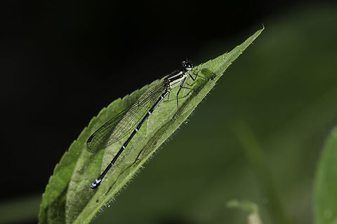 Between Argia Sp D and C for http://www.jungledragon.com/user/2527/ramavishnu.html ..hope this helps to nail it down to C or D :)
I took this today to help with ID Argia Sp C,Argia Sp D,Coenagrionidae,Costa Rica,Fall,Geotagged,Zygoptera,guanacaste,insect,odonata