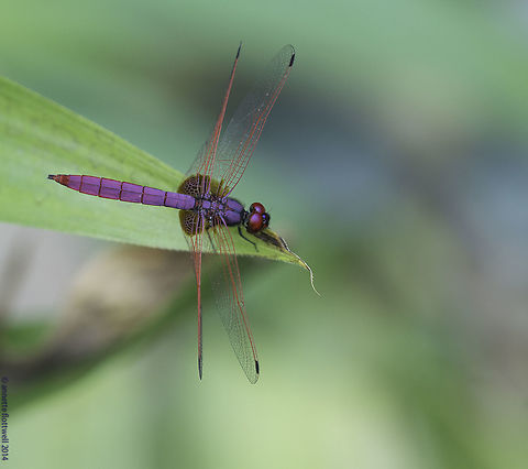 Trithemis aurora One from Malaysia , they are quite often near fresh, flowing water Crimson Marsh Glider,Geotagged,Libellulidae,Malaysia,Summer,Trithemis aurora,insect