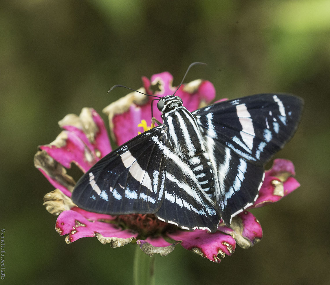 Parelbella_macleannani - an easy one There are actually skippers on this planet that even I can identify :)<br />
this very user friendly species was only visiting us for a few days, never to be seen again.<br />
Why wiki doesn&#039;t work? No idea, here is the article!<br />
<a href="https://fr.wikipedia.org/wiki/Parelbella_macleannani" rel="nofollow">https://fr.wikipedia.org/wiki/Parelbella_macleannani</a> Costa Rica,Geotagged,Macleannan’s skipper,Parelbella macleannani,Summer,butterfly,hesperidae