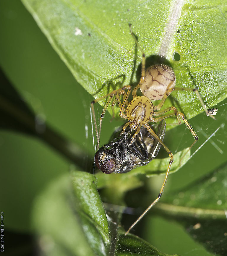 Takeaway dinner  - Orb spider An Unknown orb spider has wrapped up a big cattle fly in the garden.<br />
Fascinating pattern but can't find it. The spider links here are very interesting though, I learned a lot. Araneidae,Costa Rica,Fall,Geotagged,common fly,guanacaste,orb spider
