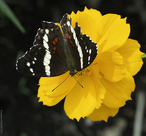 anartia fatima or a very common butterfly Conveniently landed on a contrasting flower Anartia fatima,Banded Peacock,Butterfly,Costa Rica,Geotagged,Nymphalidae,Summer,anartia fatima