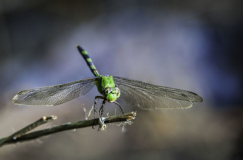 Erythemis vesiculosa Almost in the lowlands, near a 'bridge' across Rio Cañas. Costa Rica,Erythemis vesiculosa,Geotagged,Great Pondhawk,Libellulidae,Summer,insect,odonata
