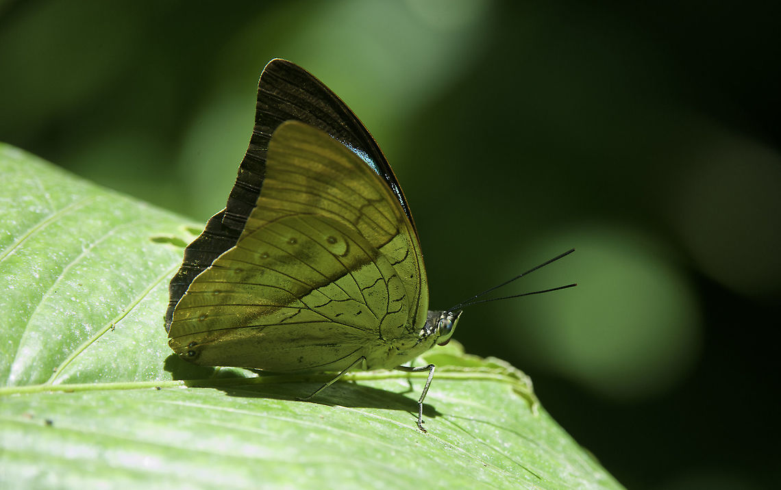 Archaeoprepona amphimachus Only very rarely these fruit butterflies show that they are more than flying leaves! One from July when the papayas were ripe Archaeoprepona amphimachus,Costa Rica,Geotagged,Insects,Nymphalidae,Summer,White-spotted prepona,butterfly,charaxinae