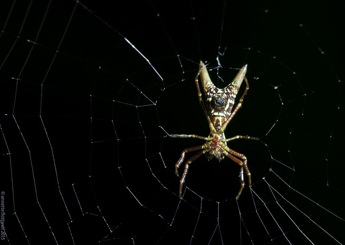 Micrathena_breviceps These bizarr looking spiders lurk everywhere in my personal jungle. I am fascinated by their body design. If you ar interested, I will upload a side view,too. Araneae,Costa Rica,Fall,Geotagged,Micrathena breviceps,spider