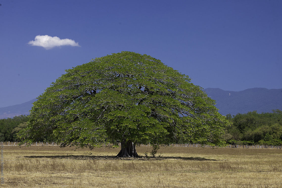 Guanacaste! These trees are the emblem of our province and I still rejoice to see them. They always convince me that it was a good idea to come here, these lovely providers of shadow, wonderful wood and lovely silhouettes on every horizon. Costa Rica,Elephant-ear tree,Enterolobium cyclocarpum,Geotagged,Winter,guanacaste