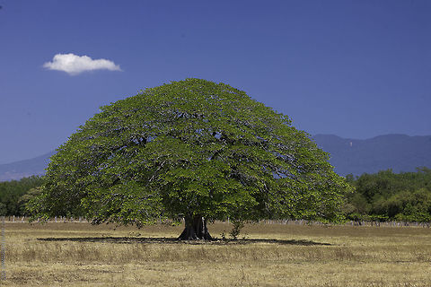 Guanacaste! These trees are the emblem of our province and I still rejoice to see them. They always convince me that it was a good idea to come here, these lovely providers of shadow, wonderful wood and lovely silhouettes on every horizon. Costa Rica,Elephant-ear tree,Enterolobium cyclocarpum,Geotagged,Winter,guanacaste