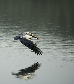 Pelecanus occidentalis - early in the morning in Mata de Limon Pelicans get you over the prospect of another meeting with the dreaded almacen fiscal, the bonded warehouse of Puntarenas.
I can watch them for the whole hour of their breakfast round! Birds,Brown Pelican,Brown pelican,Pelecanus occidentalis,mata de Limon