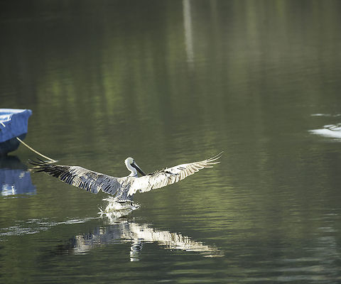 Pelecanus occidentalis - breakfast in Mata de Limon early in the morning the pelicans glide over the brackish waters of Mata de Limon inlet  Birds,Brown pelican,Costa Rica,Fall,Geotagged,Pelecanus occidentalis,pelican