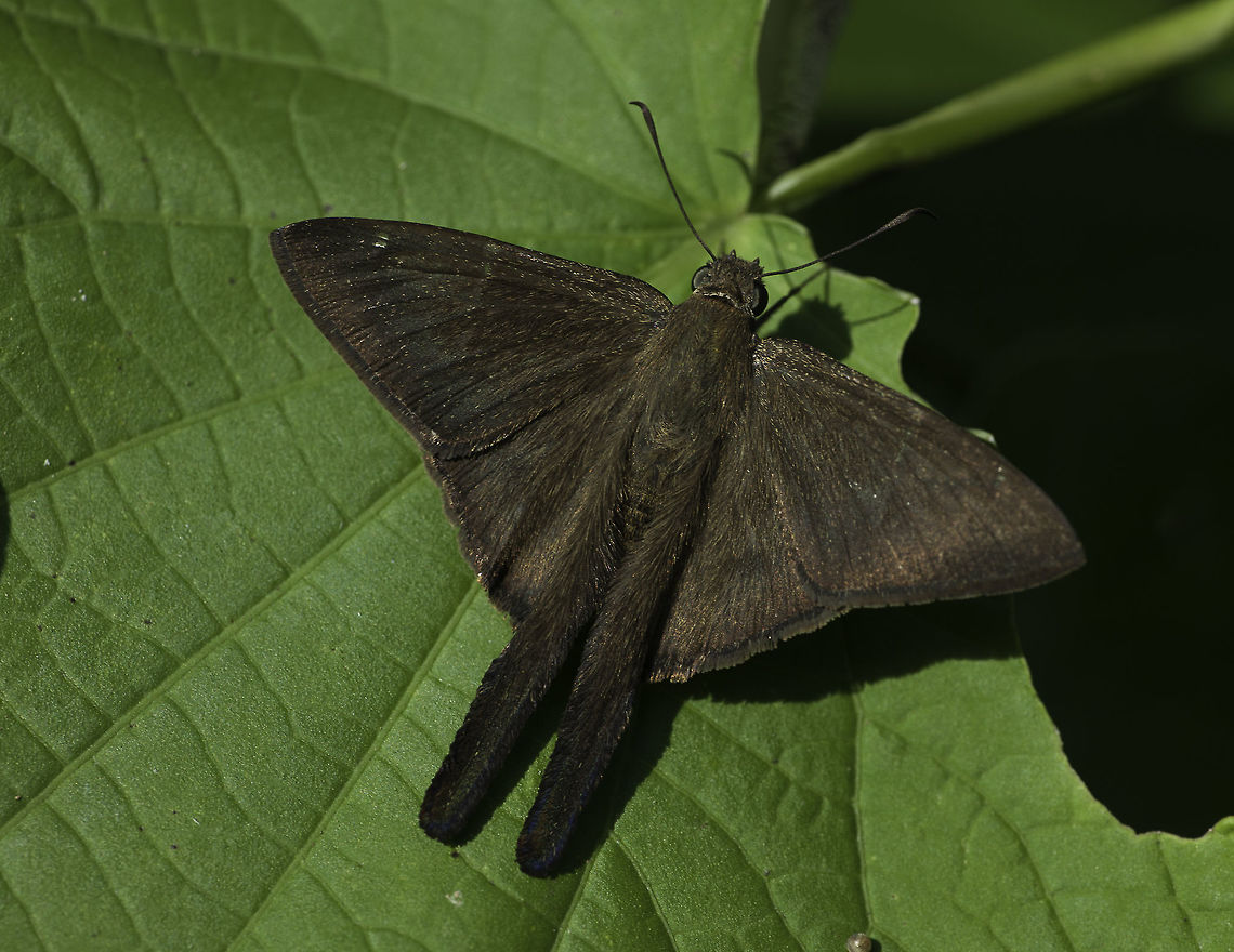 Long tailed skipper Frankly, I am just not qualified to ID those, there are so many and they all look very similar.<br />
There seems to be a new species coming up every 2-3 weeks and it is tricky to say the least.<br />
So your help is appreciated.  Costa Rica,Fall,Geotagged,Hesperiidae,Insects,Plain Longtail,Urbanus simplicius,butterfly,long tail,skipper