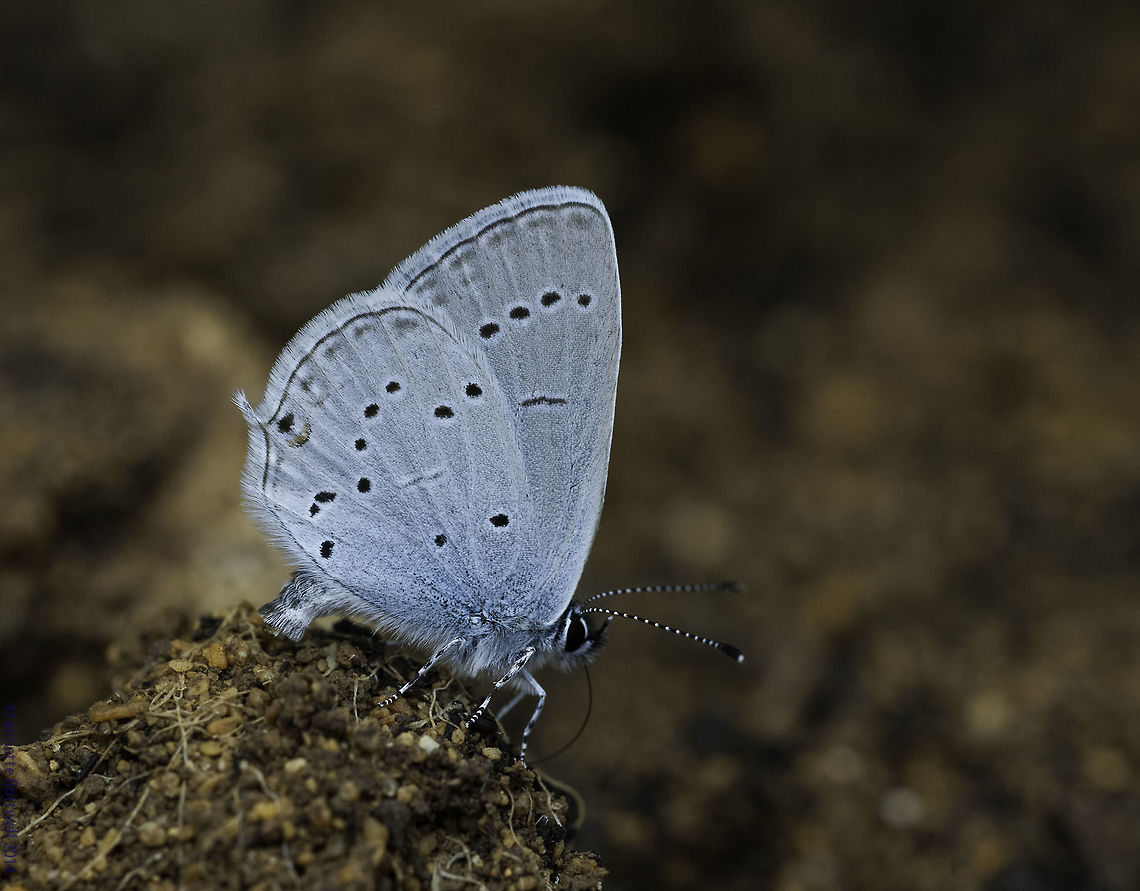 Cupido_alcetas One from our last month in France, taken when watering my neighbour&#039;s garden. Blues were taking in minerals. Butterfly,Cupido alcetas,France,Geotagged,Insects,Lycaenidae,Provençal short-tailed blue,Summer