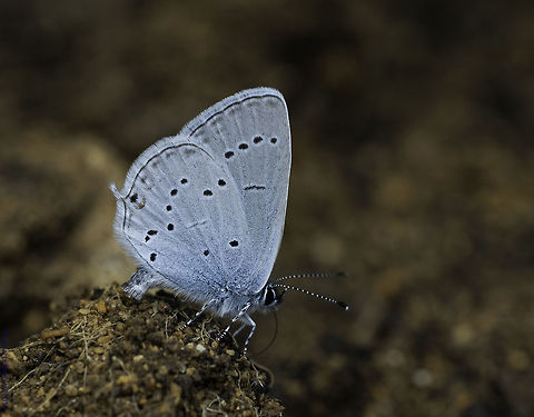 Cupido_alcetas One from our last month in France, taken when watering my neighbour's garden. Blues were taking in minerals. Butterfly,Cupido alcetas,France,Geotagged,Insects,Lycaenidae,Proven&ccedil;al short-tailed blue,Summer