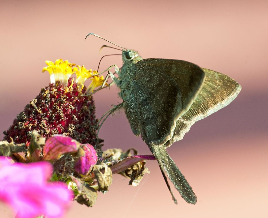 long_tailed_skipper For <a href="https://www.jungledragon.com/user/651/wildflower.html" class="user" title="view WildFlower's profile"><img src="https://secure.gravatar.com/avatar.php?gravatar_id=1ae5634651088d253d519467b19578f5&d=identicon&size=80" alt="WildFlower" /><em>WildFlower</em></a> and <a href="https://www.jungledragon.com/user/2527/rmfelix.html" class="user" title="view RMFelix's profile"><img src="https://secure.gravatar.com/avatar.php?gravatar_id=12ab39c948e664666d6e3d1e510d30c4&d=identicon&size=80" alt="RMFelix" /><em>RMFelix</em></a> who are doing their best with my skippers.<br />
Hope this helps, it is a lateral view of the species on the leaf Butterfly,Costa Rica,Fall,Geotagged,Hesperiidae,Plain Longtail,Urbanus simplicius,skipper