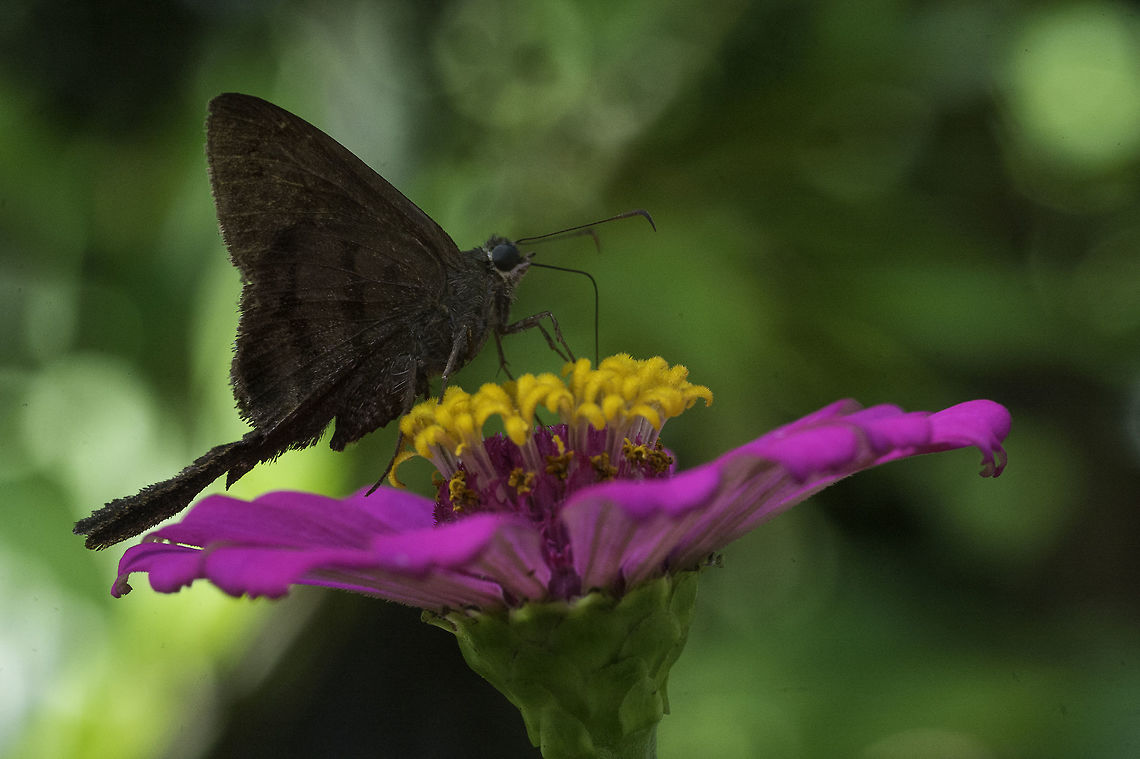 long_tailed_skipper from Colorado I am not sure whether this is the same species as this one,<br />
<figure class="photo"><a href="https://www.jungledragon.com/image/34916/long_tailed_skipper.html" title="long_tailed_skipper"><img src="https://s3.amazonaws.com/media.jungledragon.com/images/2552/34916_thumb.jpg?AWSAccessKeyId=05GMT0V3GWVNE7GGM1R2&Expires=1770854410&Signature=2kMusfufYZ5CNPn7VTGUZNB9dqQ%3D" width="200" height="164" alt="long_tailed_skipper For http://www.jungledragon.com/user/651/wildflower.html and http://www.jungledragon.com/user/2527/ramavishnu.html who are doing their best with my skippers.<br />
Hope this helps, it is a lateral view of the species on the leaf Butterfly,Costa Rica,Fall,Geotagged,Hesperiidae,Plain Longtail,Urbanus simplicius,skipper" /></a></figure><br />
<figure class="photo"><a href="https://www.jungledragon.com/image/34887/long_tailed_skipper.html" title="Long tailed skipper"><img src="https://s3.amazonaws.com/media.jungledragon.com/images/2552/34887_thumb.jpg?AWSAccessKeyId=05GMT0V3GWVNE7GGM1R2&Expires=1770854410&Signature=QRxbLTacAJg2IXjrCANzBuaMIvs%3D" width="200" height="156" alt="Long tailed skipper Frankly, I am just not qualified to ID those, there are so many and they all look very similar.<br />
There seems to be a new species coming up every 2-3 weeks and it is tricky to say the least.<br />
So your help is appreciated.  Costa Rica,Fall,Geotagged,Hesperiidae,Insects,Plain Longtail,Urbanus simplicius,butterfly,long tail,skipper" /></a></figure><br />
To me the stripes and tails look a bit different to me Taken a month ago in Colorado. Costa Rica,Fall,Geotagged,Hesperiidae,Plain Longtail,Urbanus simplicius,butterfly,long tailed skipper,skipper