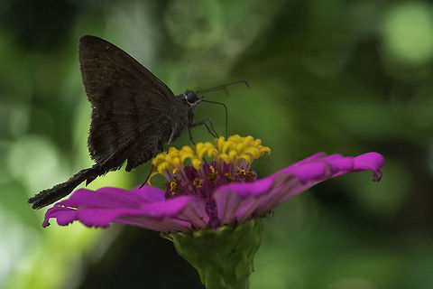 long_tailed_skipper from Colorado I am not sure whether this is the same species as this one,
http://www.jungledragon.com/image/34916/long_tailed_skipper.html
http://www.jungledragon.com/image/34887/long_tailed_skipper.html
To me the stripes and tails look a bit different to me Taken a month ago in Colorado. Costa Rica,Fall,Geotagged,Hesperiidae,Plain Longtail,Urbanus simplicius,butterfly,long tailed skipper,skipper