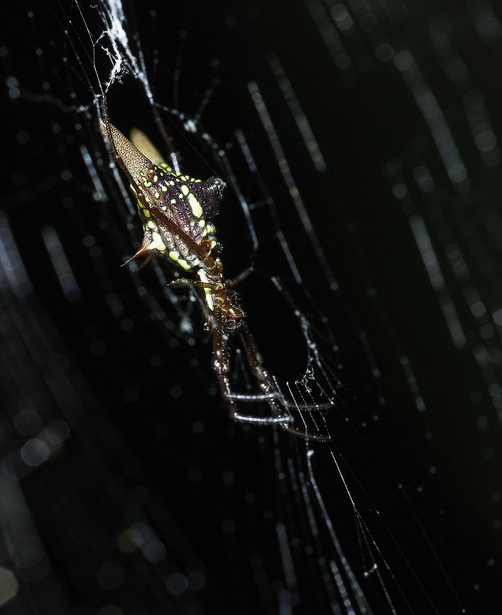 Micrathena_breviceps - the side view I couldn&#039;t find a really good shot so I went in the jungle today to get another one. Araneae,Costa Rica,Fall,Geotagged,Micrathena breviceps,spider,spiky