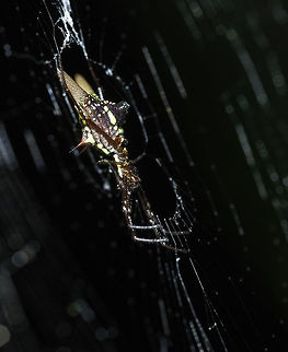Micrathena_breviceps - the side view I couldn't find a really good shot so I went in the jungle today to get another one. Araneae,Costa Rica,Fall,Geotagged,Micrathena breviceps,spider,spiky