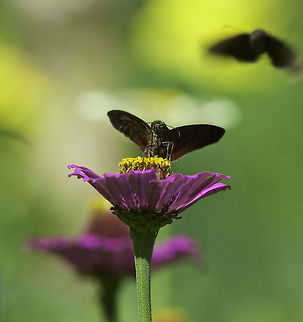 Achlyodes_busirus_heros_or_Aethilla_lavochrea_ Yes, more skippers. This is what I found, I 'll leave the right ID to those who are better at it. Aethilla lavochrea,Costa Rica,Geotagged,Summer,Yellow-rimmed skipper,skipper