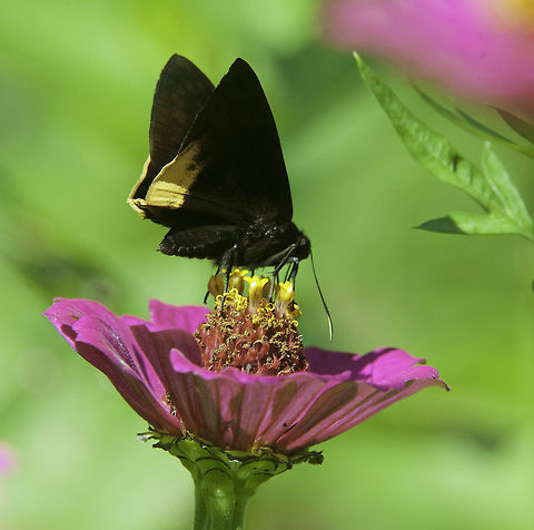 Achlyodes_busirus_heros_or_Aethilla_lavochrea_maybe_ Well, I am not sure so I hope my favourite insect experts know beter than me. I have also uploaded a front view, hope this helps. Aethilla lavochrea,Costa Rica,Geotagged,Hesperiidae,Summer,Yellow-rimmed skipper,butterfly,skipper