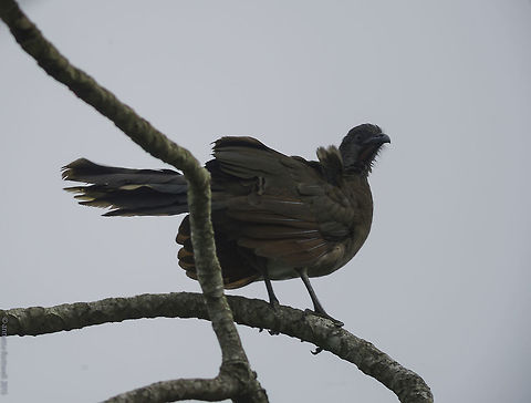 ortalis cinereiceps - Chachalaca Chachalacas call a bit like turkeys, they look like pheasants with a hawk's beak.
Luckily, unlike most other birds in our garden, they only care for fruit we don't eat.
Adrian our gardener declares that they are better than chicken, we have put our foot down though :) Chachalaca,Costa Rica,Geotagged,Grey-headed chachalaca,Ortalis cinereiceps,Summer,bird,ortalis cinereiceps,tree turkey