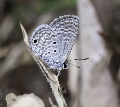 Hemiargus h. hanno One from last year, because I just happened to find the name.
Still haven't ID'd today's new blue but this is a start. Costa Rica,Geotagged,Hemiargus h. hanno,Hemiargus hanno,Insects,Polyommatini,Winter,butterflies,lycanidae