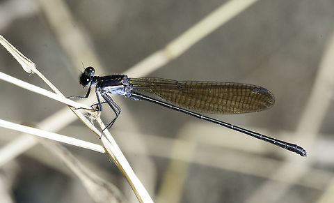 Argia Sp B???? Well that is what it looks like to me. Unfortunately these are reserved to Ecuador and not on the CR list.
HELP! 
then it also looks a bit like this one, but I'm definitely not in Guyane
Maybe Ramavishnu or Wildflower can help.

PS the top is DARK metallic blue
Taken today on the 'bridge' over Rio Ca&ntilde;as, about 250m above sea level. Coenagrionidae,Costa Rica,Fall,Geotagged,Insects,Zygoptera,argia,odonata