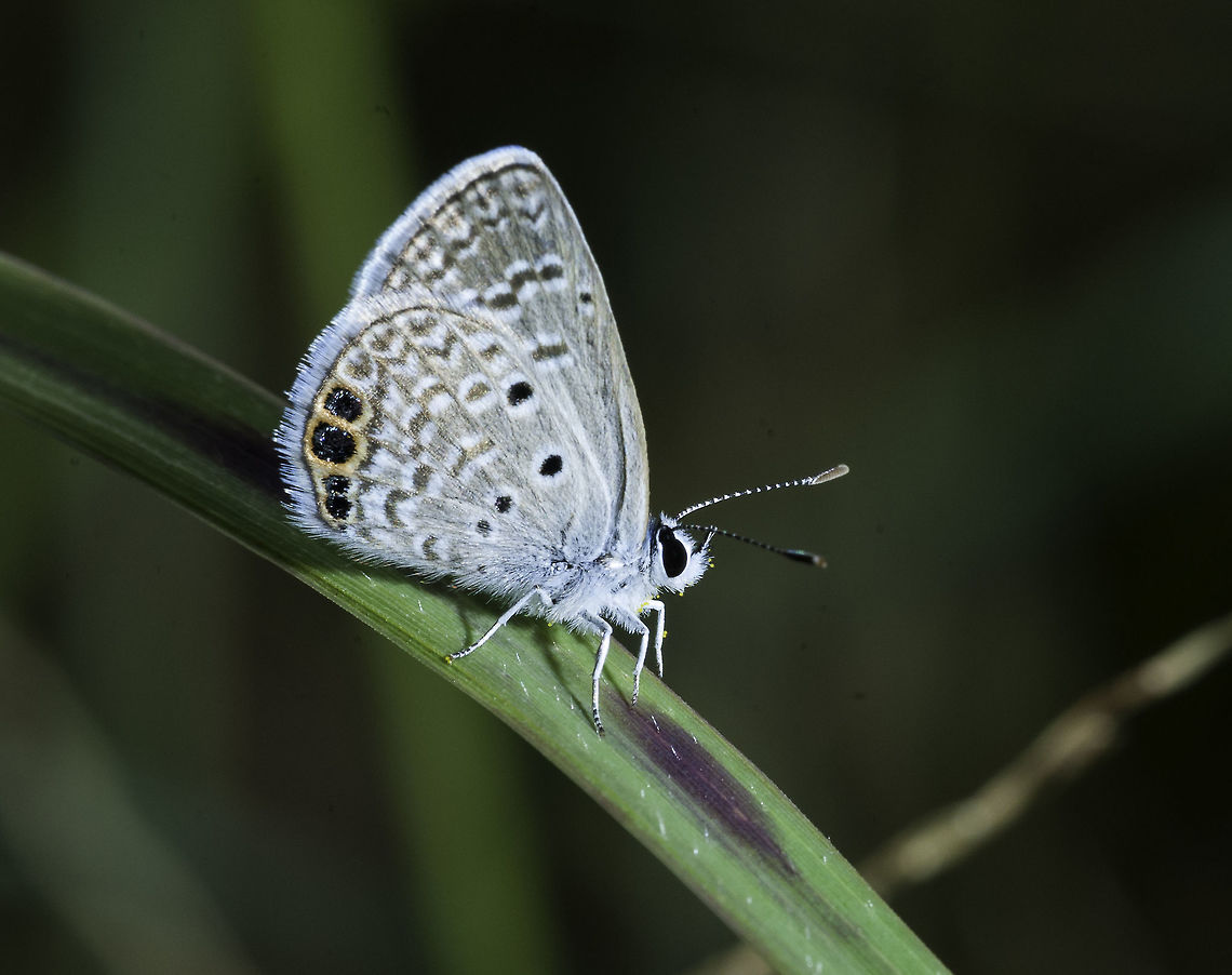 Hemiargus ceraunus, I hope I think this is one of the many Hemiargus ceraunus suptypes, but i don&#039;t know which. The good news is the blues are back, right on time for Christmas. <br />
Took it today in dry high grass and almost dry wildflowers about 200m above Rio Ca&ntilde;as. Costa Rica,Fall,Geotagged,Hemiargus ceraunus,Lepidoptera,Polyommatini,blues,butterflies,lycanidae