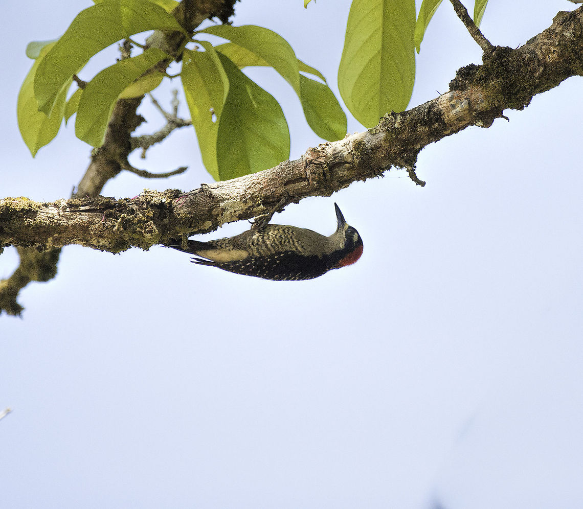 melenerpes_pucherani black_cheeked_woodpecker This woodpecker was working in a huge manzana de agua tree, just north of the border. Birds,Black-cheeked woodpecker,Geotagged,Melanerpes pucherani,Nicaragua,Winter,Woodpecker