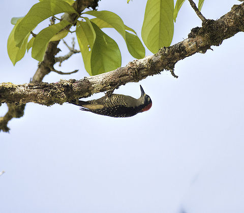 melenerpes_pucherani black_cheeked_woodpecker This woodpecker was working in a huge manzana de agua tree, just north of the border. Birds,Black-cheeked woodpecker,Geotagged,Melanerpes pucherani,Nicaragua,Winter,Woodpecker