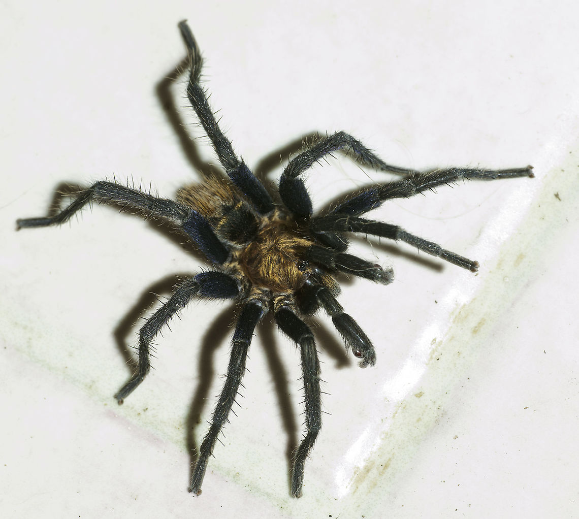 Cyclosternum fasciatum in our bathroom Seen in the bathroom, tonight.<br />
I think it is a juvenile, only about 5 cms.<br />
Slightly overexposed put it helps to show the detail. I hear they love cocarachas and mealworms. So he or she stays.<br />
Update, we just were eating our dinner when Chris said.. is taht your spider. So I grabbed a ruler and it is 6.5 cm. I can also confirm that they are very fast and go after weevils.<br />
I have tried to talk to him-her but she doesn't want to go out. Will have to try tomorrow morning, we have a gale force blowing at the moment.<br />
I hope this is not against the rules but then he or she walked in here so sorry about the tiles. Araneae,Costa Rica,Cyclosternum fasciatum,Fall,Geotagged,tarantula,very small spider